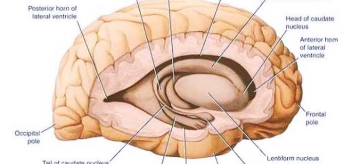 Ядра головного мозга и их функции