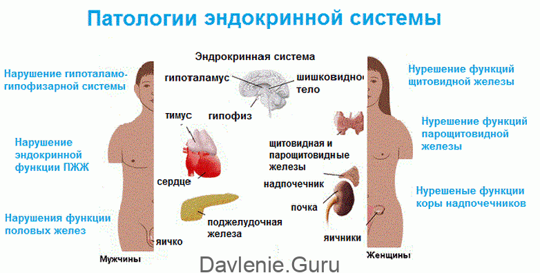 Патологии органов эндокринной системы