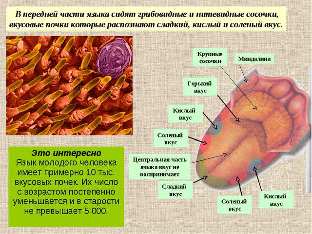 Язык под микроскопом 