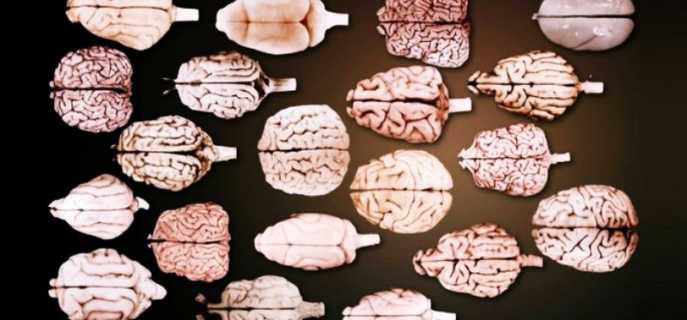 Сколько извилин в мозгу у человека