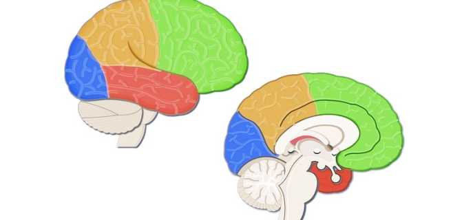 Борозды и извилины , поверхность коры головного мозга