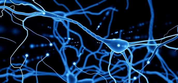 Строение и виды нейронов
