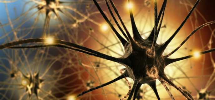 Свойства, типы и строение нейронов