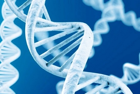 Спираль ДНК