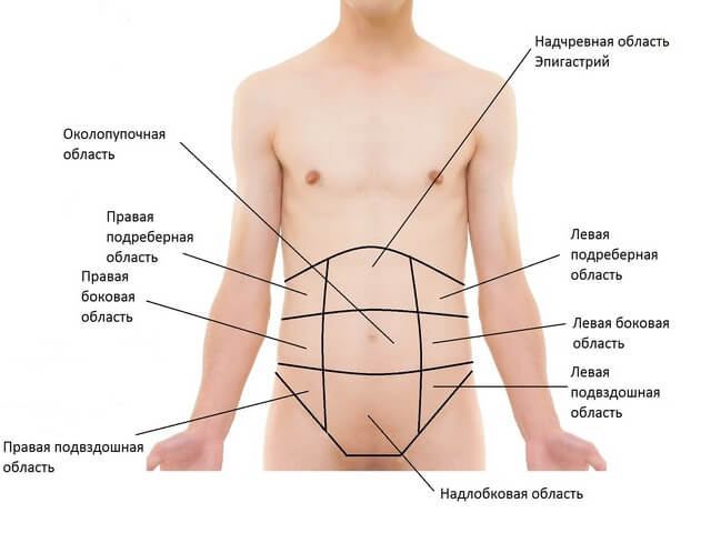 Схема строения человека нмже области груди
