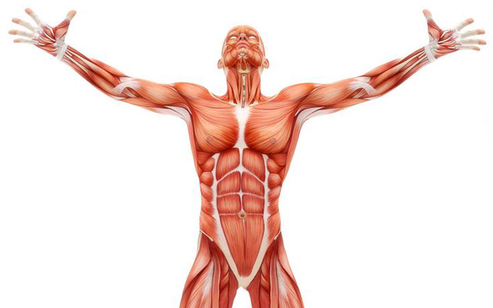 Костно-мышечная система мужчины
