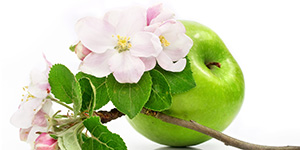 Отвар из цветов яблони