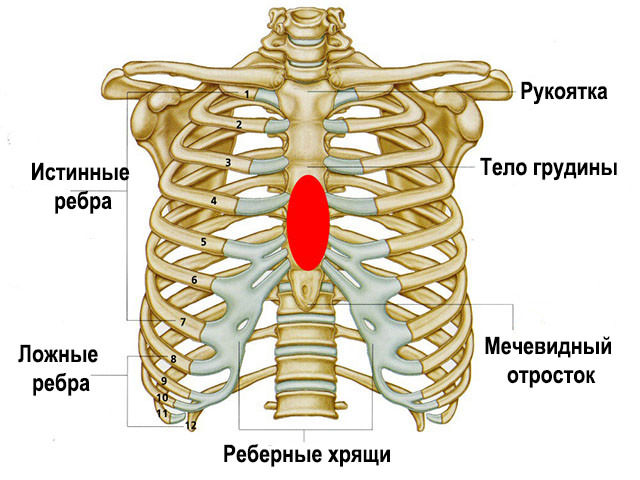 Как расположены ребра у человека фото