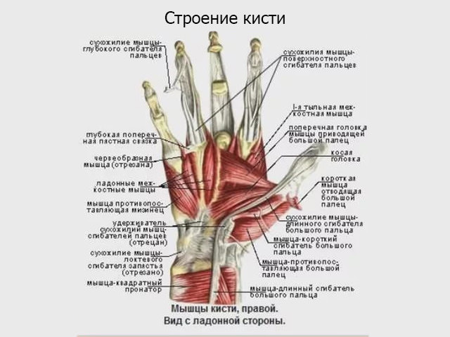 Строение кисти руки человека кости фото