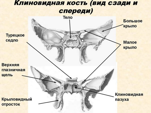 Изображение клиновидной кости