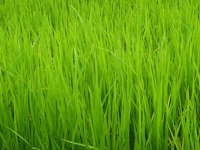 Зеленая трава 