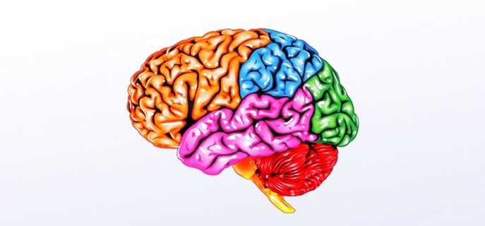 Продолговатый мозг человека