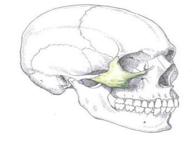 Снимок черепа