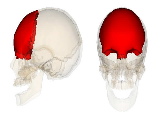 Большие лобные кости. Человеческий череп трещины долей. Как развить лобную кость.