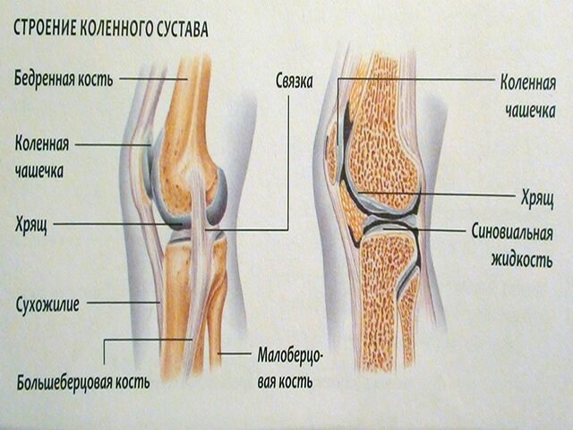 Схема строения коленного сустава