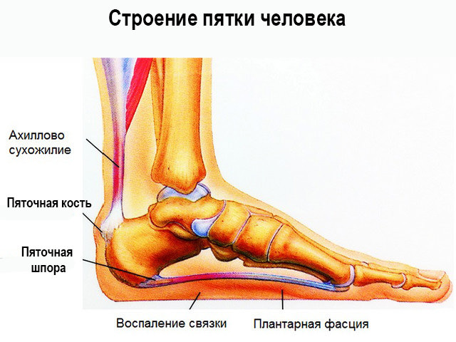 Кости и сухожилия 