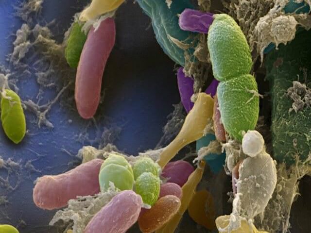 Бактериальная микрофлора