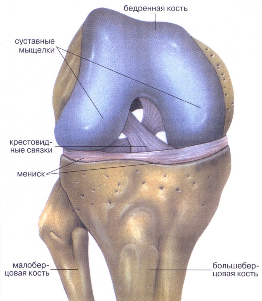 Разрыв мениска коленного сустава анатомия