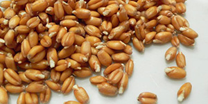 Пророщенные зёрна пшеницы