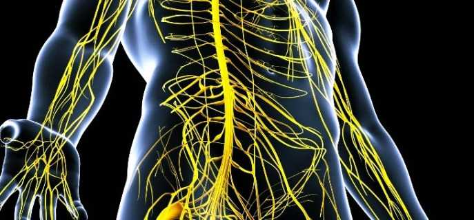 Виды расстройств вегетативной нервной системы