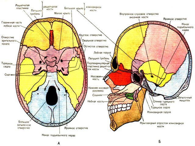 Схема расположения костей на черепе
