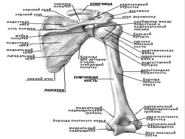 Анатомия кости верхней конечности. Кости верхней конечности анатомия на латыни. Плечевая кость строение на скелете. Пояс верхних конечностей анатомия латынь. Верхняя конечность анатомия плечевая кость.
