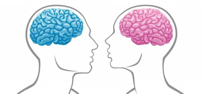 Чем отличается женский мозг от мужского