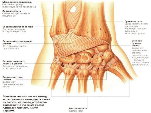 Анатомическое строение руки
