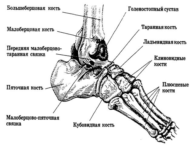 Лучевая кость на ноге где находится у человека фото