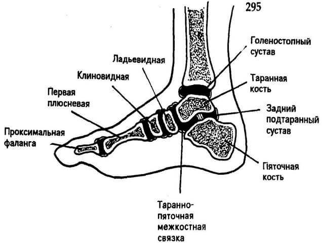 Анатомическое строение нижней части ноги