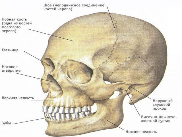 Строение человеческого черепа