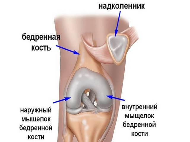 Строение средней части ноги