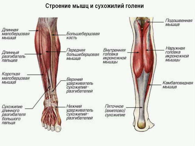 Мышцы и сухожилия 