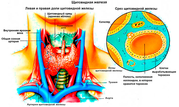 Щитовидная железа узел в левой доле